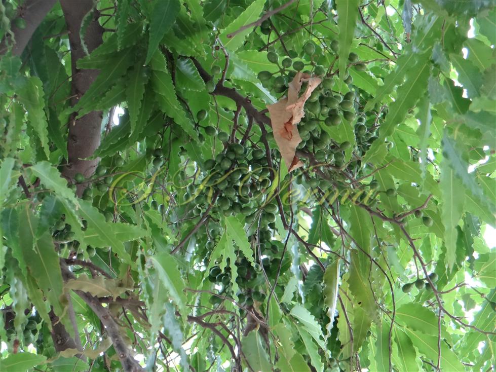  Fruits